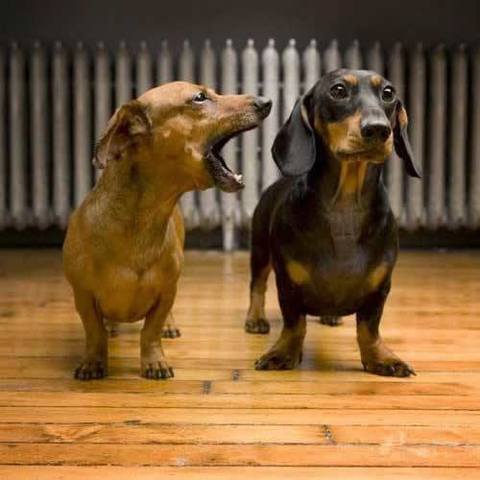 Do dachshunds bark a lot compared to other breeds?