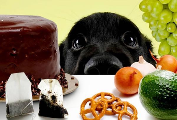 Foods That Can Be Poisonous to Dogs and Other Animals