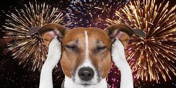 10 Warnings, Tips and Dangers for Pets 4th of July Fireworks