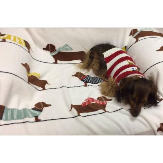 I Love Dachshunds Shop Blanket Plush Blanket Dachshunds in Sweaters