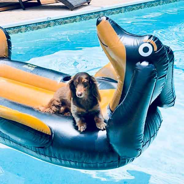 Dog Pool Float porthole Inflatable Dog