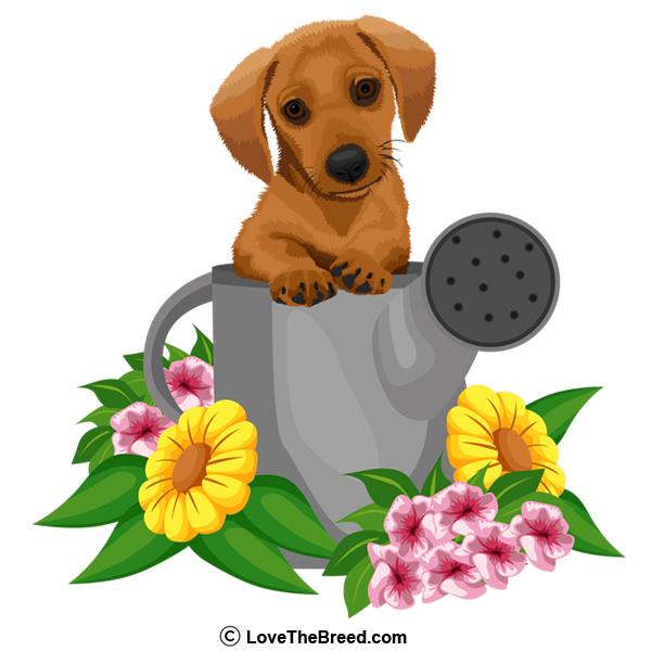 CustomCat Coffee Mug Dachshund Puppy in Watering Can Mugs